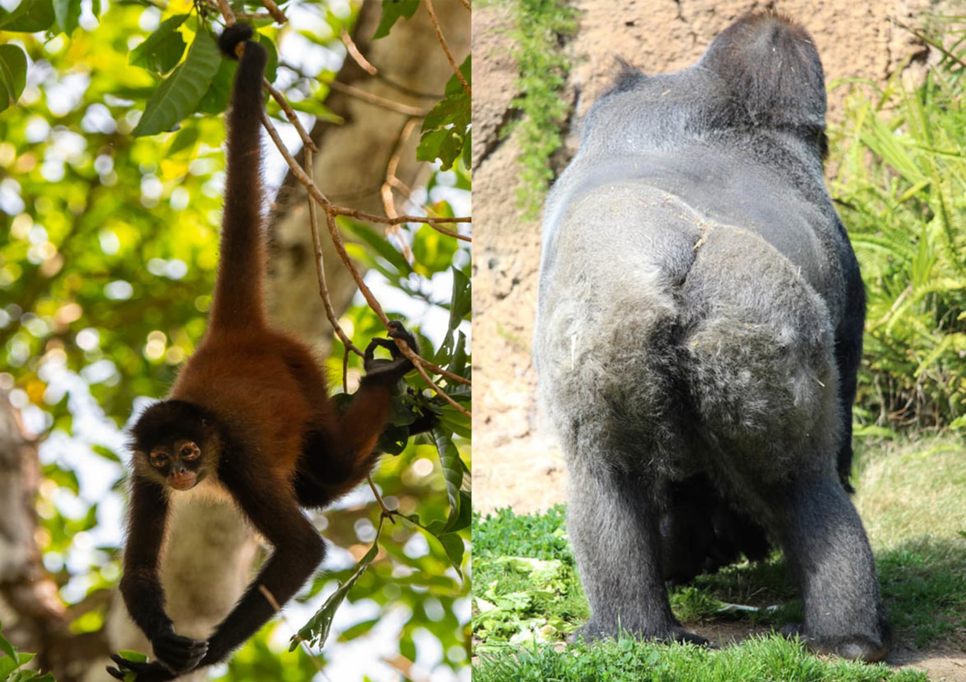 Mezi opicemi a lidoopy jsou v oblasti ocasu dost velké rozdíly