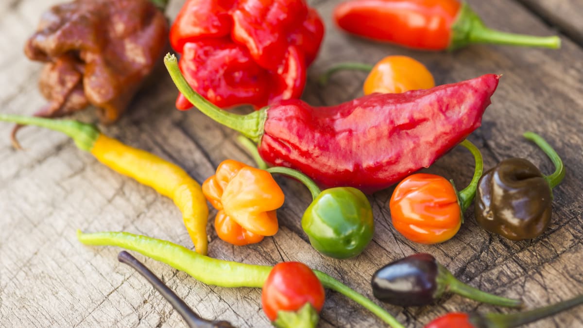 Chilli papričky překypují různými barvami i tvary