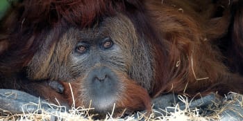 Smutek v ústecké zoo. V 54 letech zemřel Ferda, druhý nejstarší orangutan světa