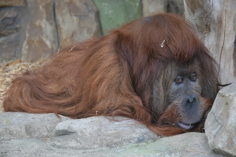 V ústecké zoo zemřel druhý nejstarší orangutan na světě, 54letý Ferda.