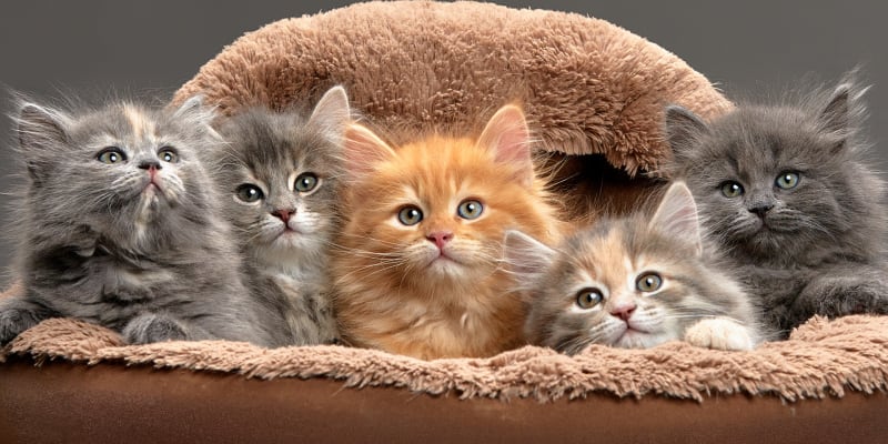 V bytě francouzského páru žilo přes 150 koček