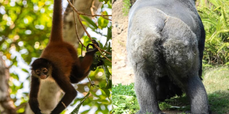 Mezi opicemi a lidoopy jsou v oblasti ocasu dost velké rozdíly
