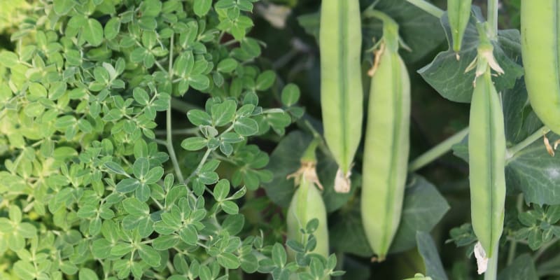 Nová unikátní odrůda hrachu Akacia je tak trochu jiným hrachem, je určená primárně pro pěstování kadeřavých ozdobných listů, i když i na kulatých semenech si můžeme pochutnat.