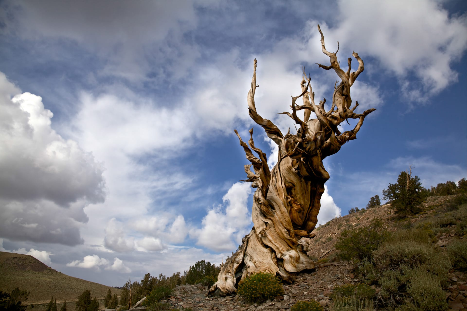 Patrně nejstarším stromem na světě je borovice dlouhověká pojmenovaná Metuzalém