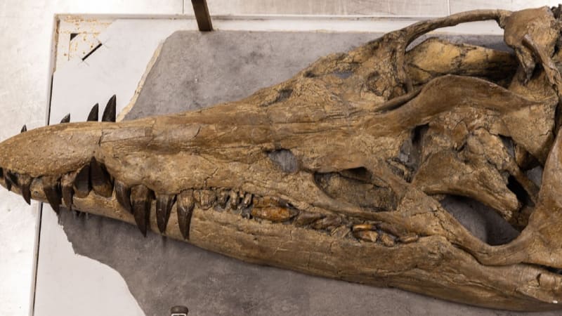 Lebka pliosaura patří k nejucelenějším pozůstatkům