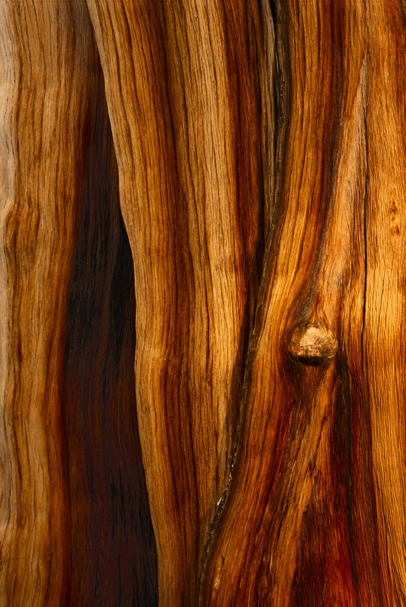 Dlouhověkosti vděčí strom svým základním vlastnostem, kam patří i velmi tvrdé pryskyřičnaté dřevo