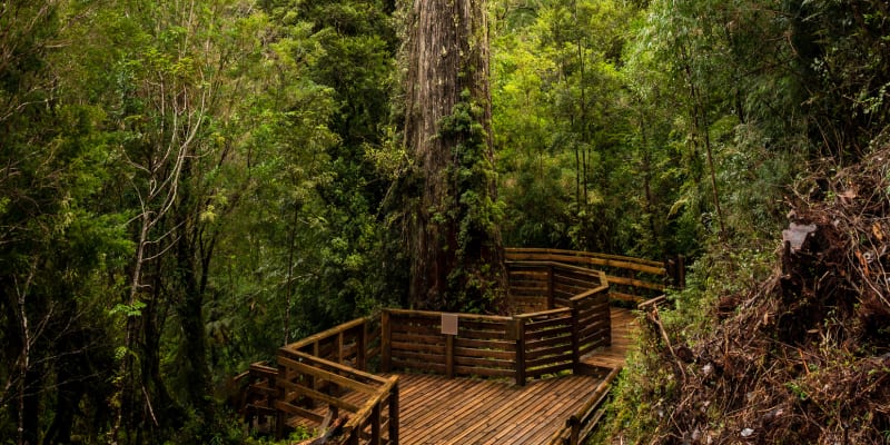 Aspirantem na titul nejstaršího stromu ale může být i cypřiš z Chile