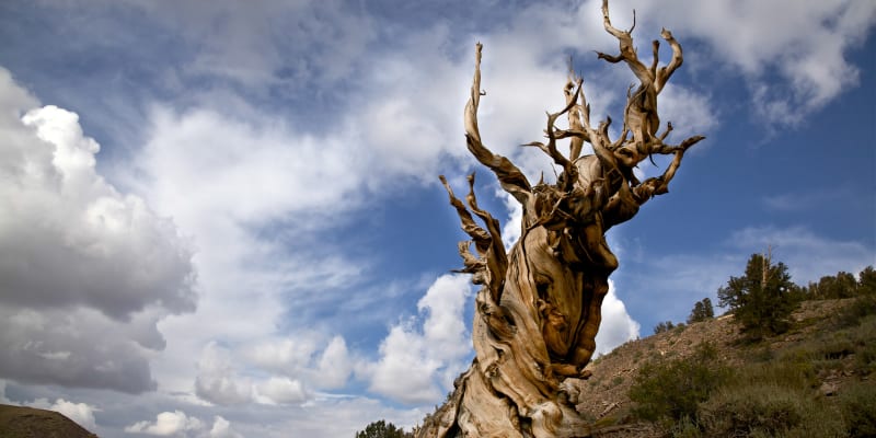 Patrně nejstarším stromem na světě je borovice dlouhověká pojmenovaná Metuzalém