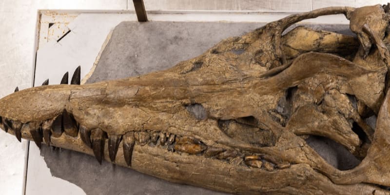 Lebka pliosaura patří k nejucelenějším pozůstatkům