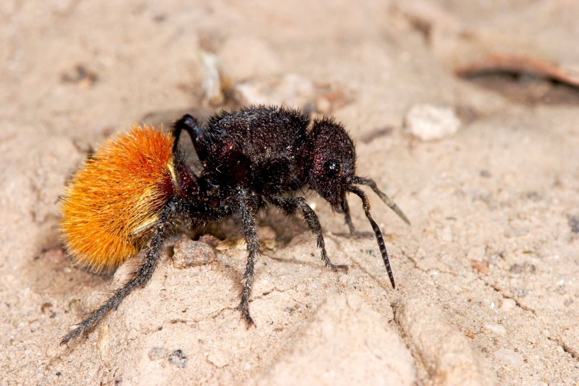 Kodulkovití jsou podobné mravencům