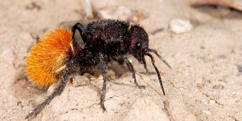 Kodulkovití jsou podobné mravencům