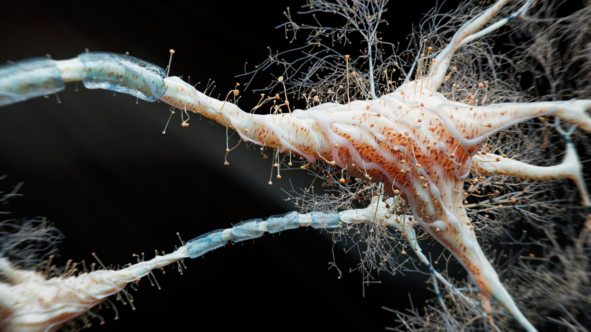 Neurony po poškození velice rychle odumírají