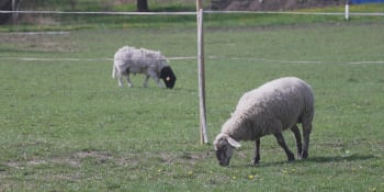 Kuriózní incident na Opavsku: Na fotbalové hřiště vběhlo během zápasu stádo ovcí