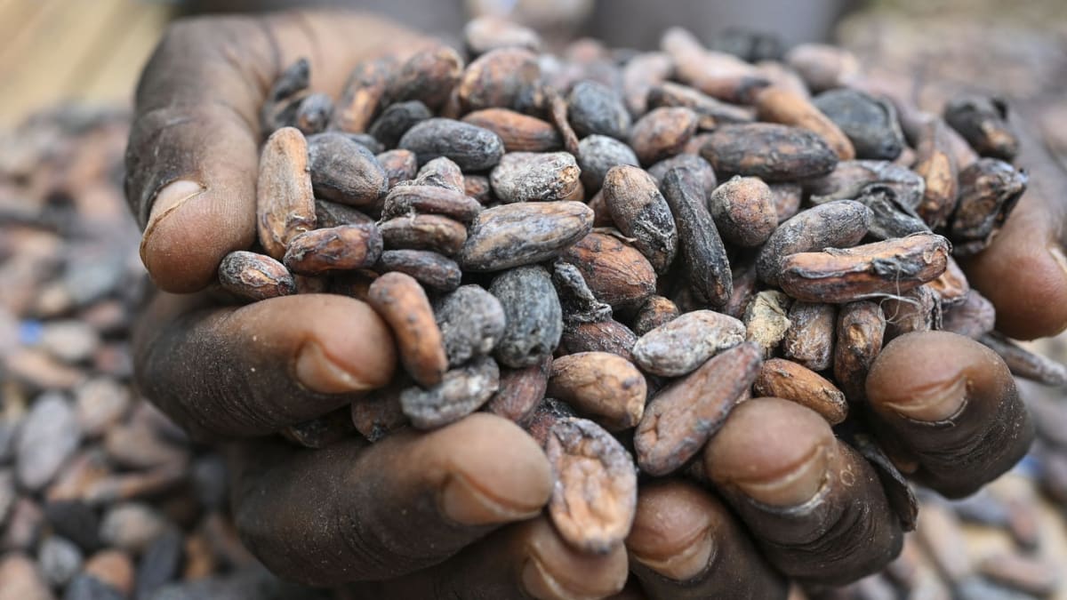 Sběr kakaových bobů v Pobřeží slonoviny