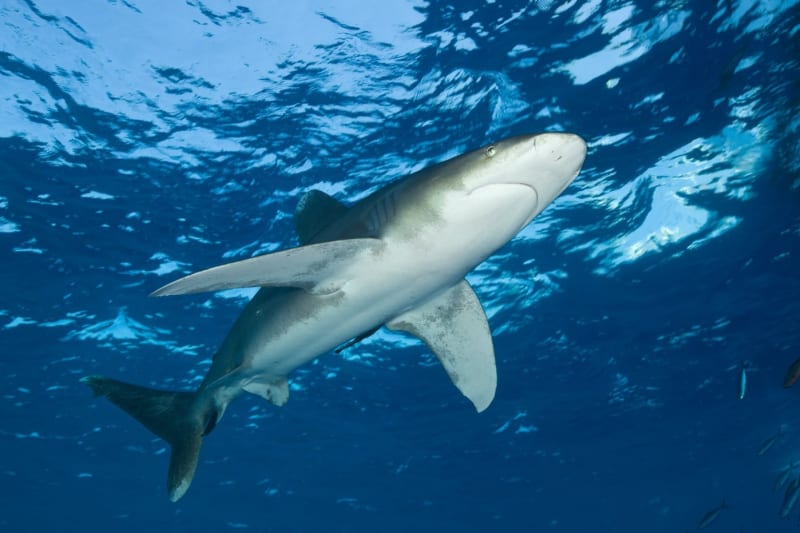 Námluvy žraloka bělocípého jsou brutální