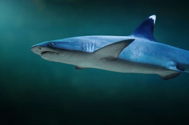 Žralok bělocípý je agresivní, sám je ale v ohrožení