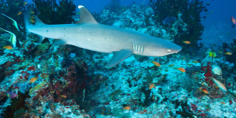 Žralok bělocípý se ponoří až do hloubky 800 metrů