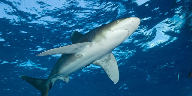 Námluvy žraloka bělocípého jsou brutální