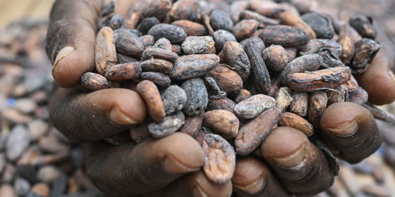 Sběr kakaových bobů v Pobřeží slonoviny