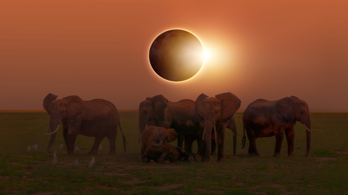Sloni během zatmění Slunce