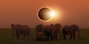 Podivné chování zvířat během zatmění Slunce. Experti jsou zmatení, žádají veřejnost o pomoc
