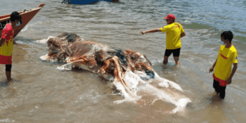 Obrovská hrouda masa vyplavená z moře vyděsila lidi na pláži. Podivný nález ukazují záběry