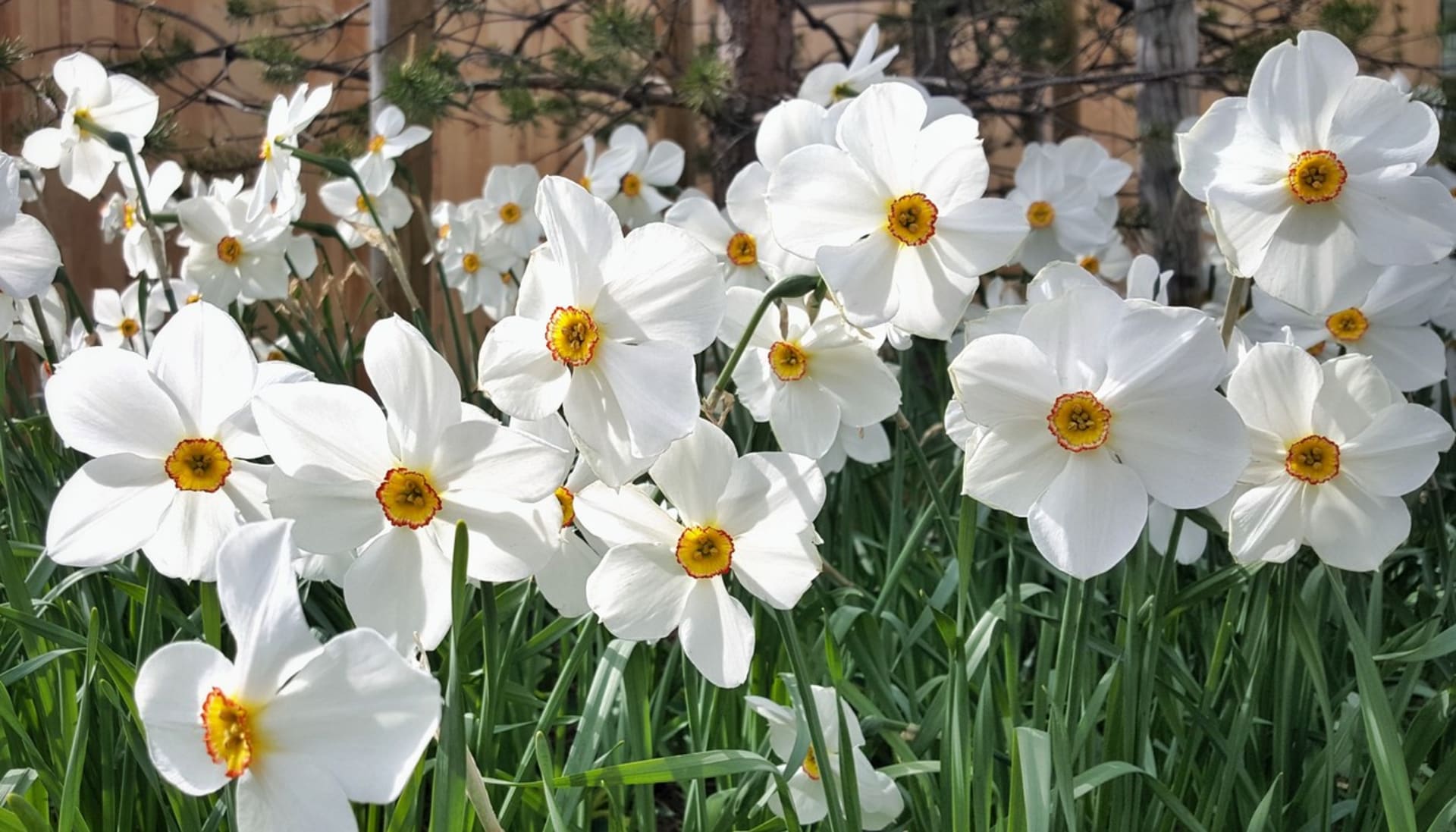 Narcis bílý (Narcissus poeticus): Nadčasově elegantní květy narcisu bílého či poetického příjemně sladce kořeněně voní a kvetou nejpozději ze všech narcisů. Vyniknou na zahradě i v nádobách, jsou báječnou květinou do vázy.