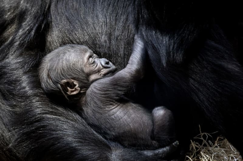 Výběh goril v pražské zoo se dočkal v polovině dubna dalšího přírůstku (na fotografii mládě Mobi, jež se narodilo na začátku roku 2024).