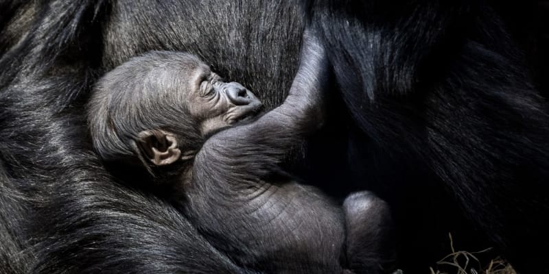 Výběh goril v pražské zoo se dočkal v polovině dubna dalšího přírůstku (na fotografii mládě Mobi, jež se narodilo na začátku roku 2024).