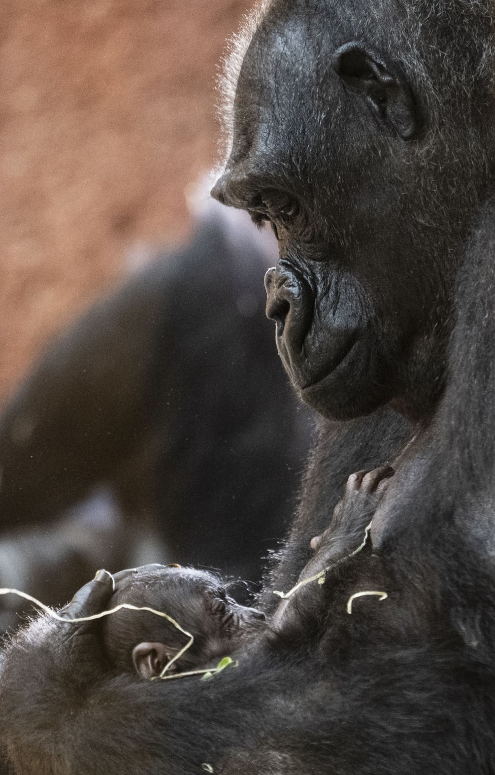 Nový přírůstek pokřtí v květnu slavná primatoložka Jane Goodallová