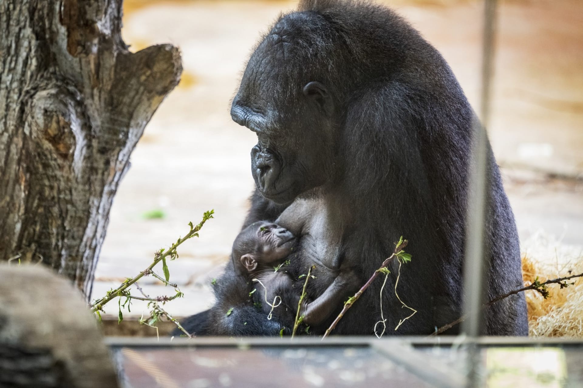 Gorilí rodinka obývá nový pavilon Dja