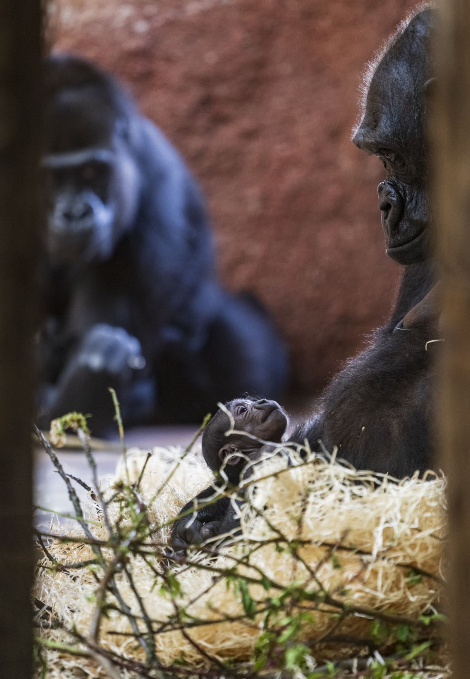 Chovatelé prosí návštěvníky pražské zoo, aby v pavilonu goril nepoužívali velké objektivy