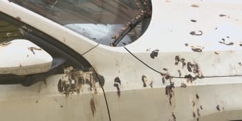 Auto od holubího trusu dělá vrásky řidičům. Expert doporučil, jak ho správně odstranit