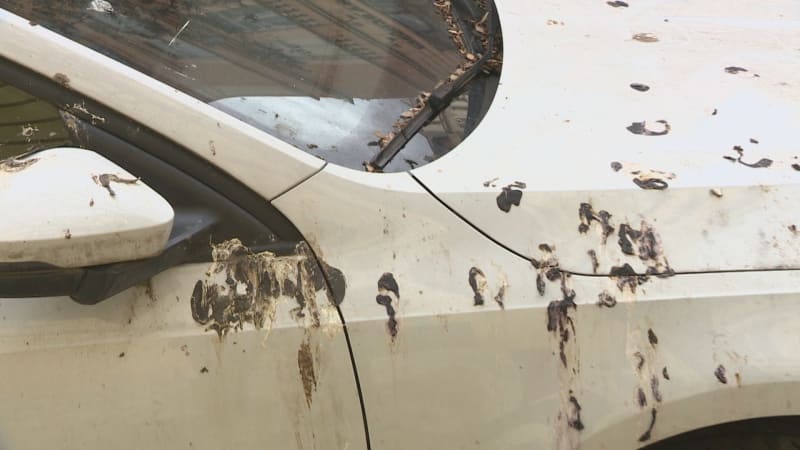 Holubí trus dokáže vážně poškodit lak na autě.