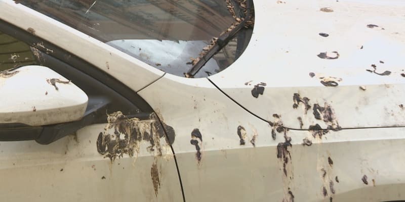 Holubí trus dokáže vážně poškodit lak na autě.