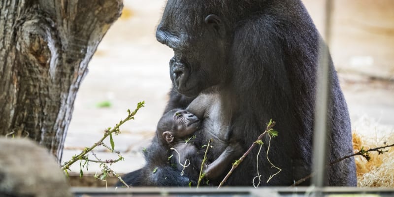 Gorilí rodinka obývá nový pavilon Dja