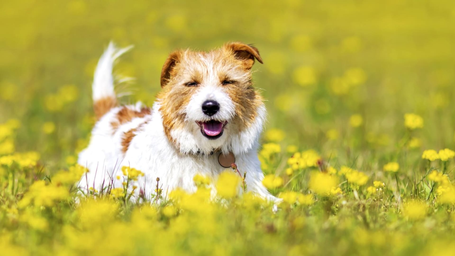 Alergie u psů jsou častější, než si myslíme. Jak zjistíme, že se jedná o alergii a jak se s ní můžeme vypořádat
