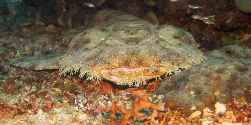 Mezi korály se wobegong téměř nedá poznat