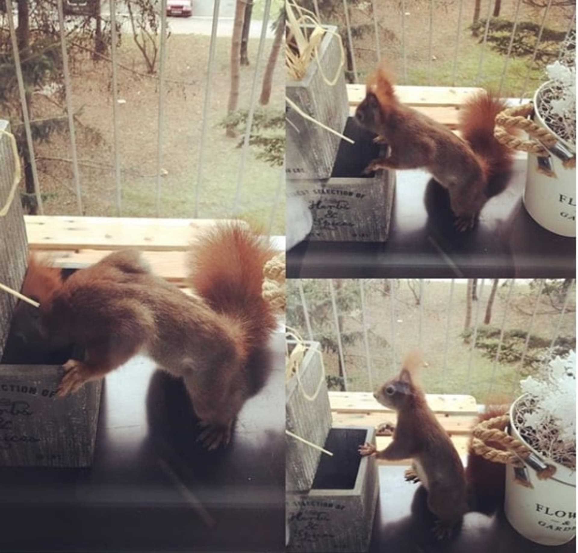 Veverka u mě na balkóně hledá ořechy
