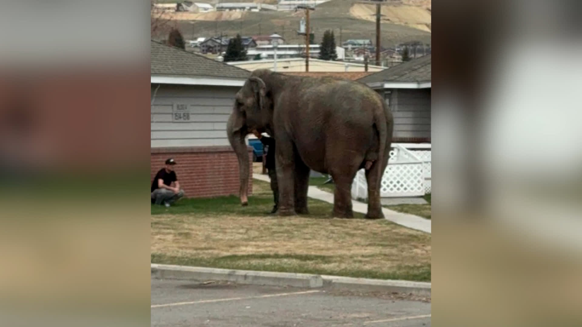 Obyvatele města Butte v americkém státě Montana překvapila slonice na útěku.
