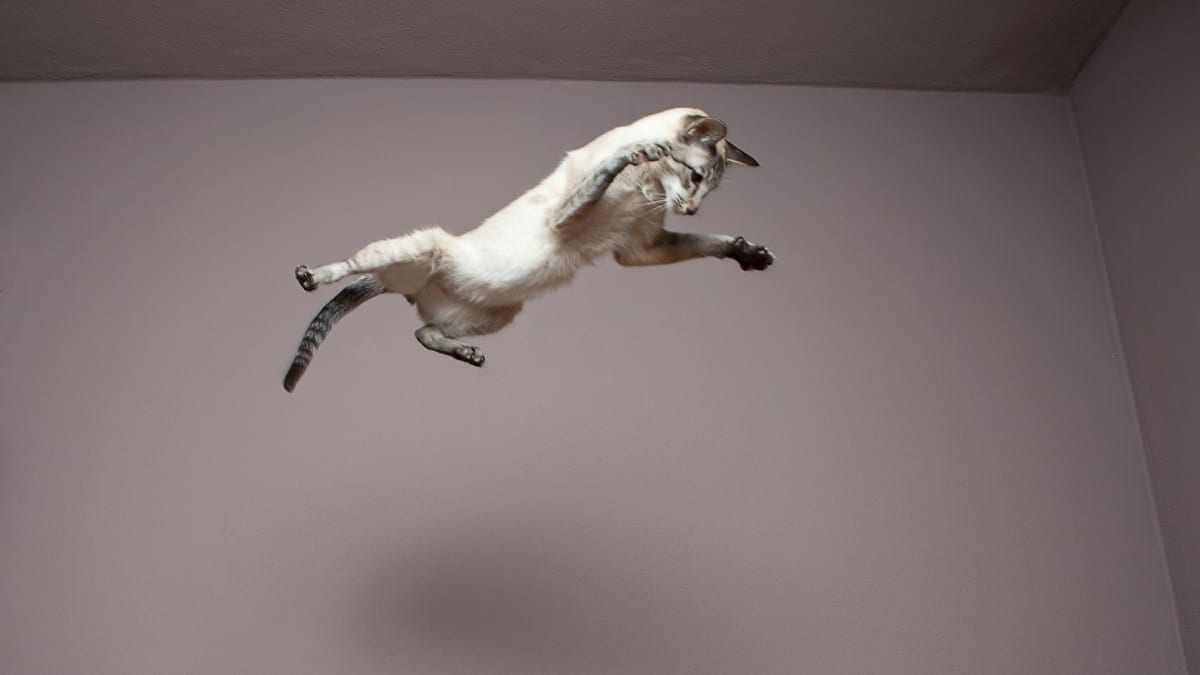 Kočka letící vzduchem