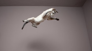Neuvěřitelný skok „kočičího Michaela Jordana“. Reakce polekaného zvířete je hitem internetu