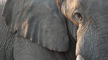 Řidička natočila slonici na útěku v centru města, běžel za ní zoufalý chovatel