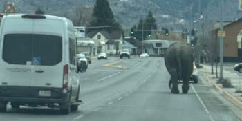 Útěk slonice z cirkusu: Zvíře se valilo městem v USA, chovatel ho marně naháněl, ukazuje video