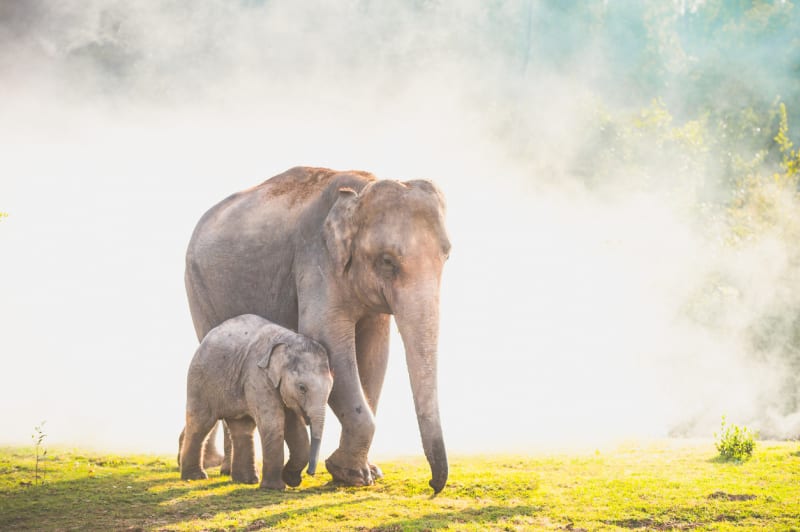 Slon Indický dorůstá výšky 2-3 metry