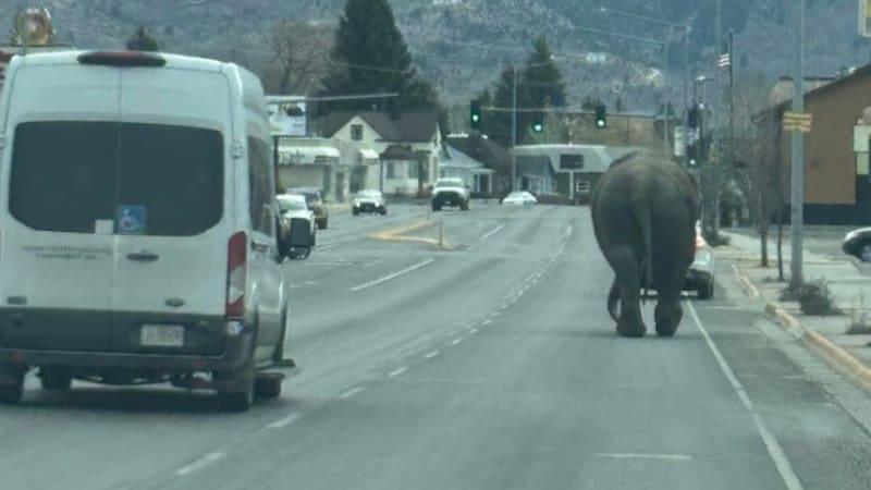 Útěk slonice z cirkusu: Zvíře se valilo městem v USA, chovatel ho marně naháněl, ukazuje video