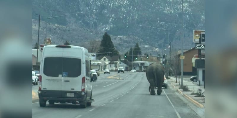 Obyvatele města Butte v americkém státě Montana překvapila slonice na útěku.