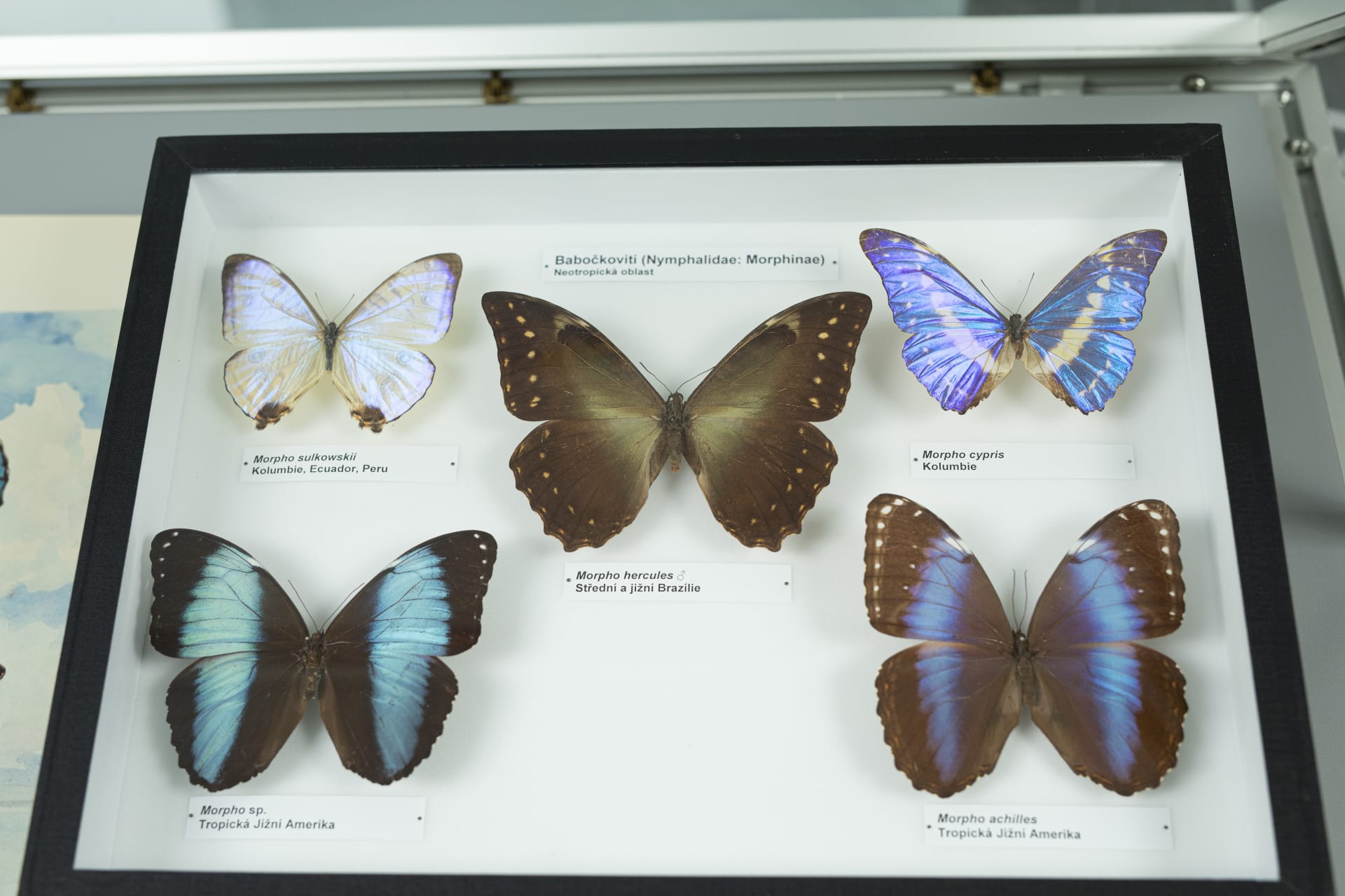 Výstava vyhynulých druhů tropických motýlů s názvem Ztracená krása.