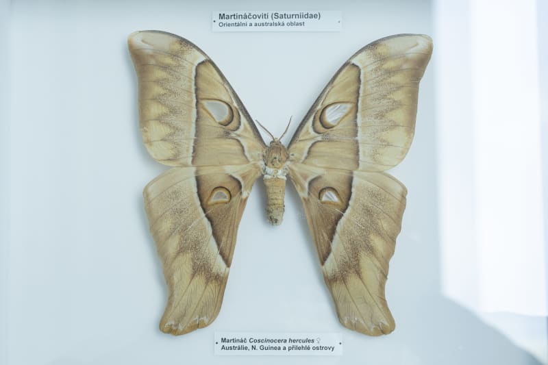 Výstava vyhynulých druhů tropických motýlů s názvem Ztracená krása.