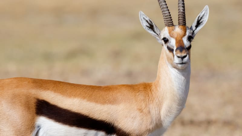 Fotky šestinohé gazely ukazují světový unikát s překvapivě normálním životem